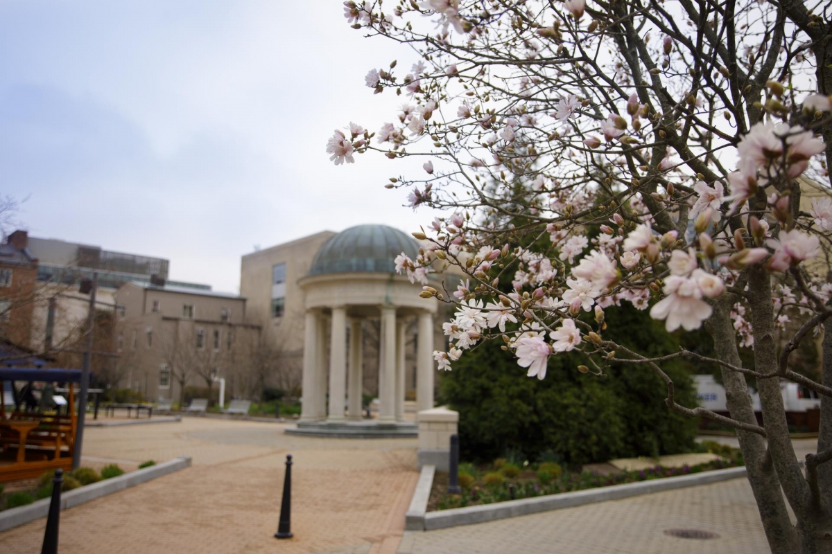 美國華盛頓賞櫻景點頻頻發生奢侈品牌Canada Goose外套搶劫案。