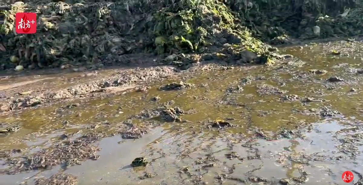 玉雷橄欖菜的原材料芥菜被隨意堆放在泥地上,當中夾渣著許多垃圾。