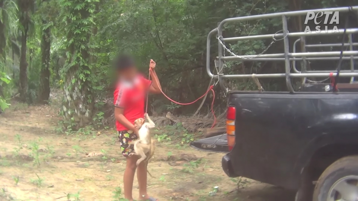 PETA發布的影片中可見，猴子被繩子捆住頸部，遭飼養員粗暴對待。