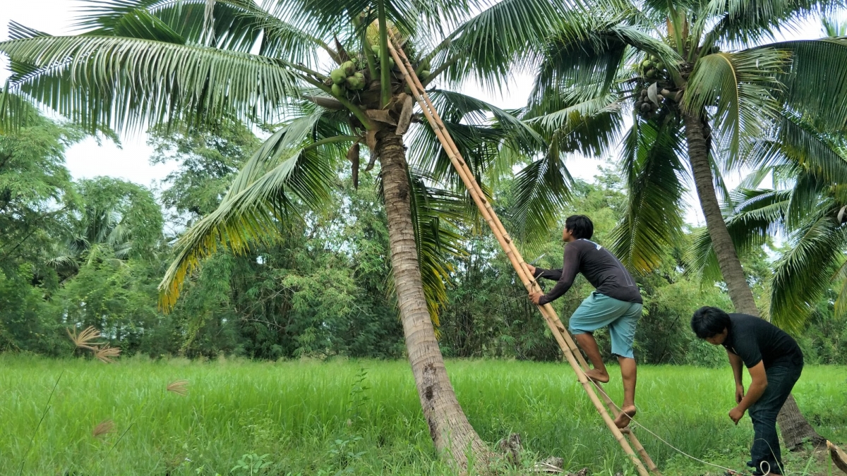 泰國普遍的椰子樹都不超過1米，人類勞工只需要借助梯子便可把椰子摘下。