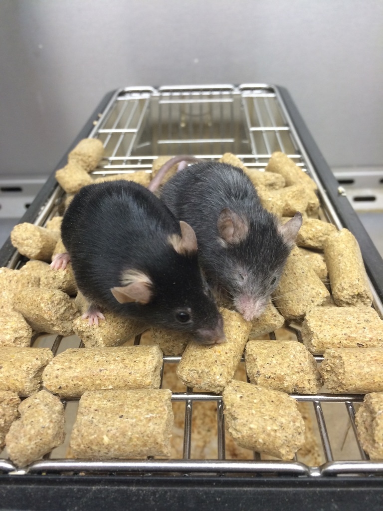 兩隻同齡老鼠的狀態截然不同。