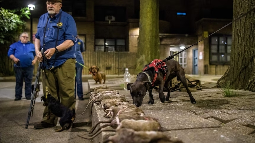 紐約市曾撥款3,000萬解決鼠患問題卻不果。