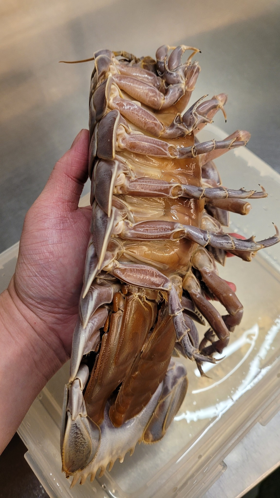 專家指具足蟲是海蟑螂近親,生活在深海底,以腐屍為食,可能含有超標金屬含量、河豚毒或引發蕁麻疹的麻痹性貝毒。