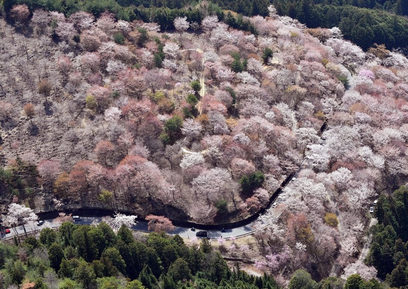 吉野家名字的由來，是因為其創辦人松田榮吉非常喜歡吉野的櫻花。