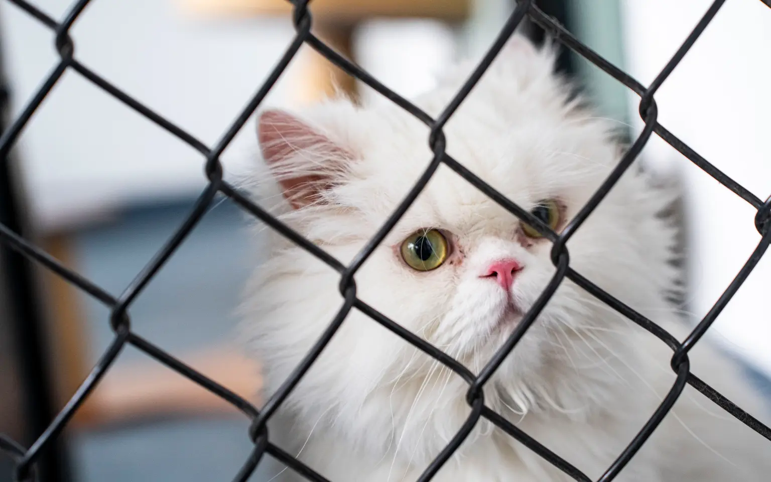 原本照顧貓咪的保姆被指未妥當照顧7隻貓。