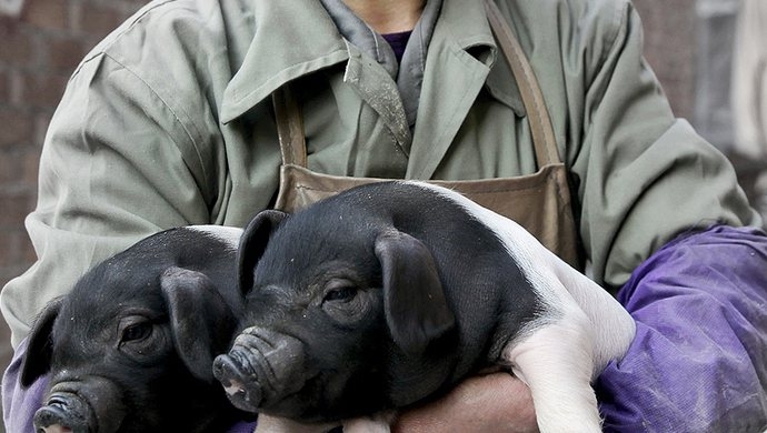 房客退房時可領一頭豬回家。