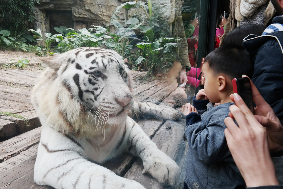 白虎自助餐廳讓顧客隔著落地玻璃窗，一邊用餐一邊觀賞白虎及火烈鳥。