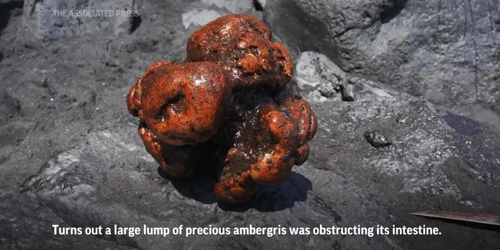 該龍涎香重量將近10公斤，估價約為436萬港元。