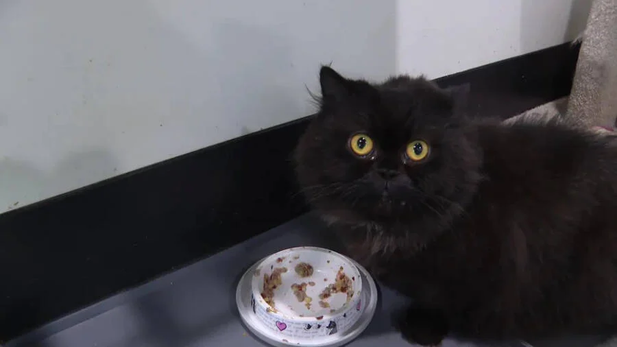 目前剩下6隻貓被寄養在寵物收容所内，一隻患有心臟疾病的白色波斯貓已被當地一名獸醫領養。