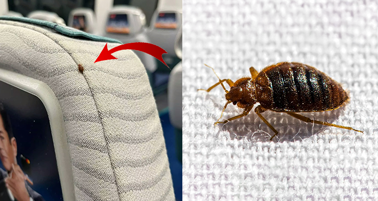 網上流傳照片顯示，機場快綫列車椅背（圖左）出現床蝨，右邊照片為常見床蝨的放大圖。