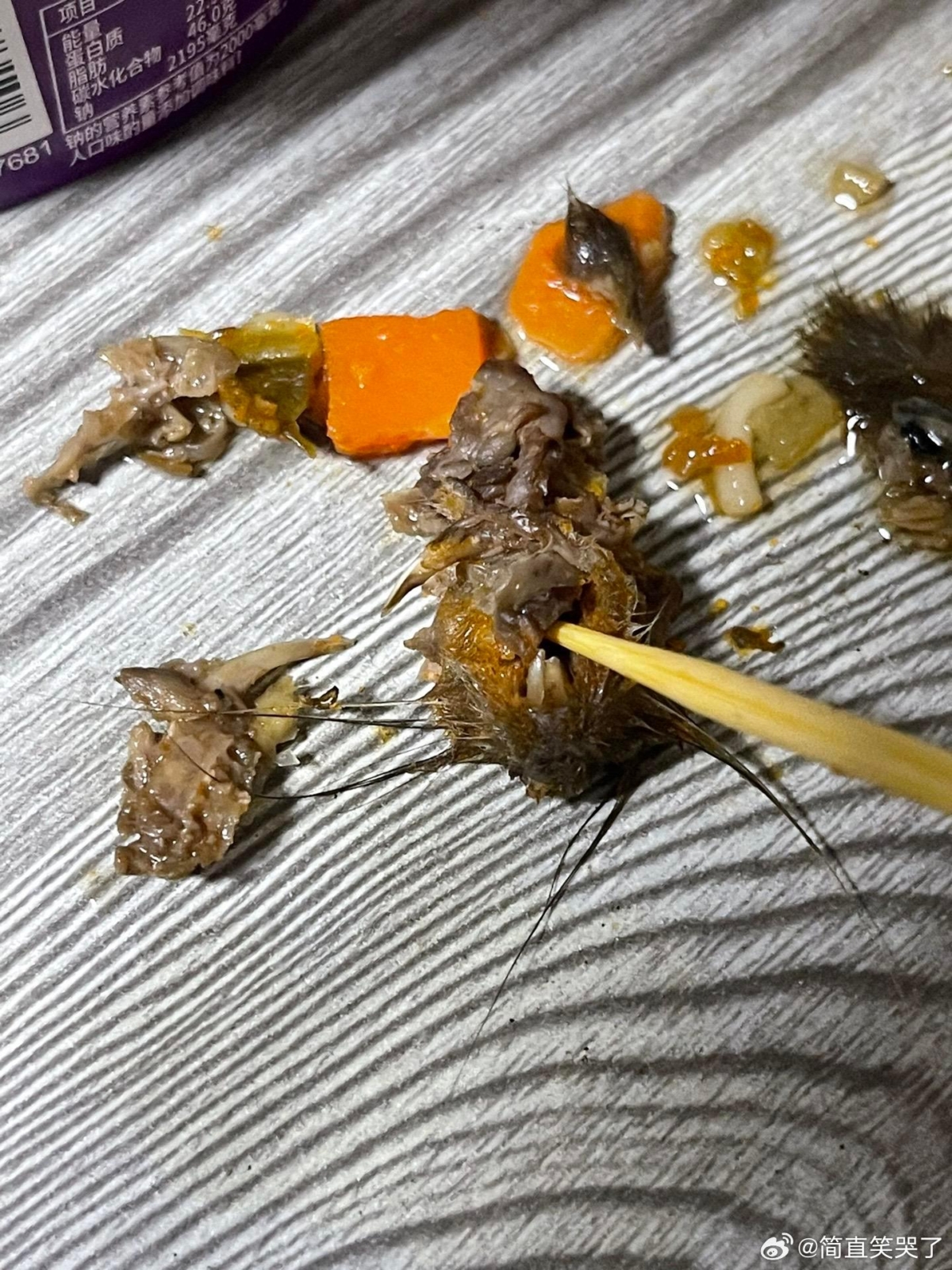 照片清晰可見老鼠偷尖牙與鬍鬚。