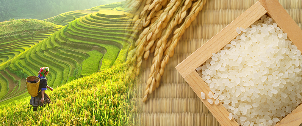 日本國產米價格一年上漲超過兩成。(BusinessFocus)