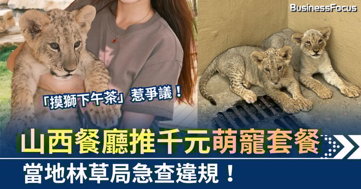 「摸獅下午茶」惹爭議!山西餐廳推千元萌寵套餐 林草局急查違規
