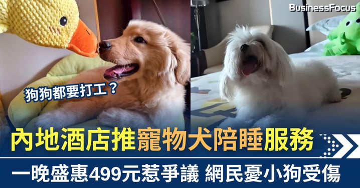 狗狗都要打工? 內地酒店推寵物陪睡服務 一晚499元惹爭議
