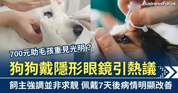 700元助毛孩重見光明？狗狗戴隱形眼鏡引熱議 飼主強調並非求靚