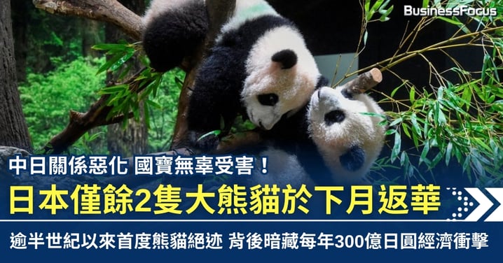 中日關係惡化禍及國寶!日本僅餘2隻大熊貓下月返華 逾半世紀以來首度熊貓絕迹